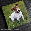 Jack Russell Magnetic Note Pad